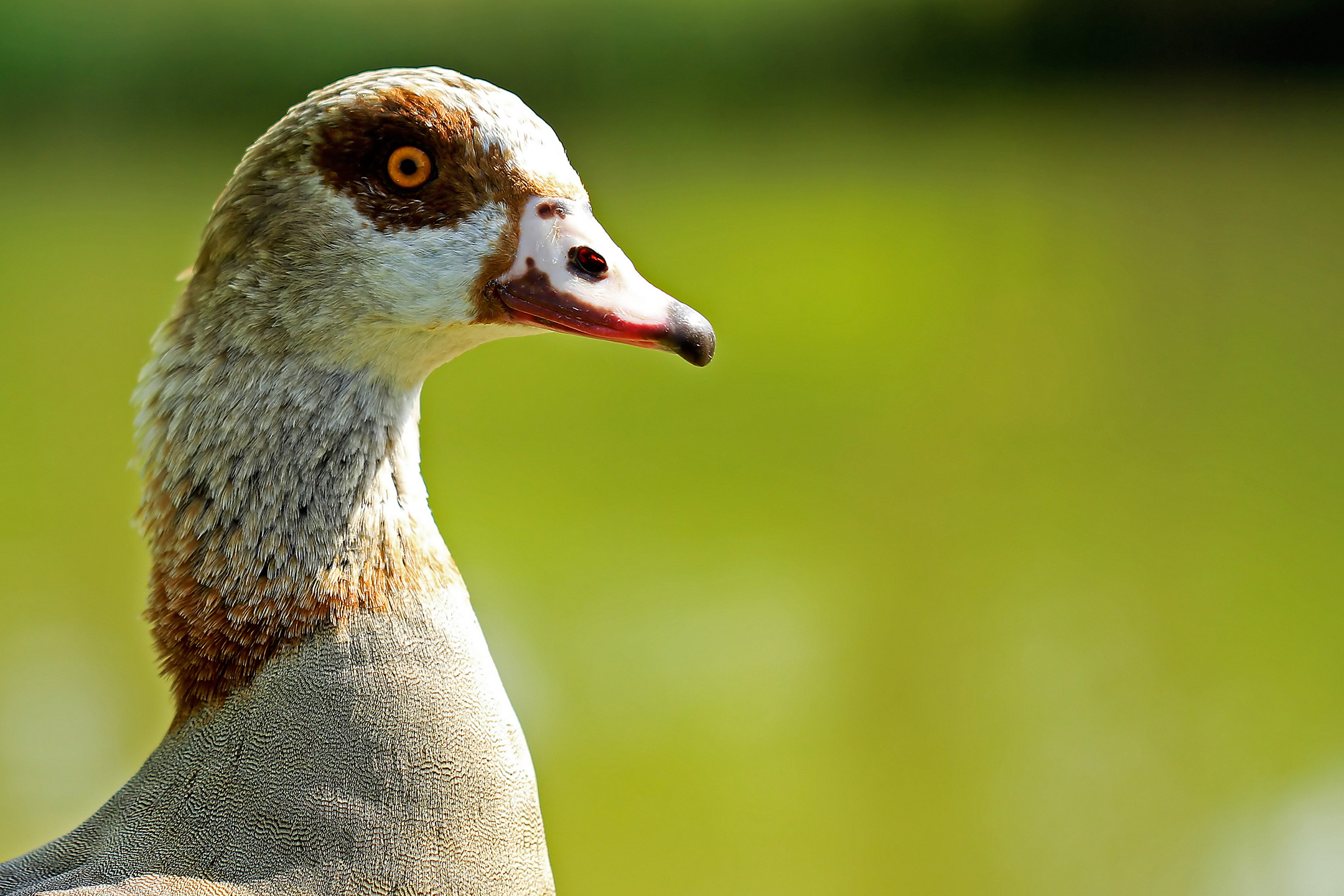 Grosse Nil-Gans (Kopf)
